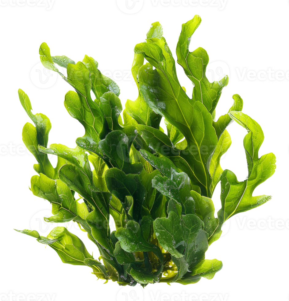 AI generated Fresh green sea lettuce algae on transparent background - stock png. png