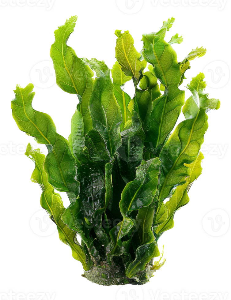 AI generated Wet sea lettuce on transparent background - stock png. png
