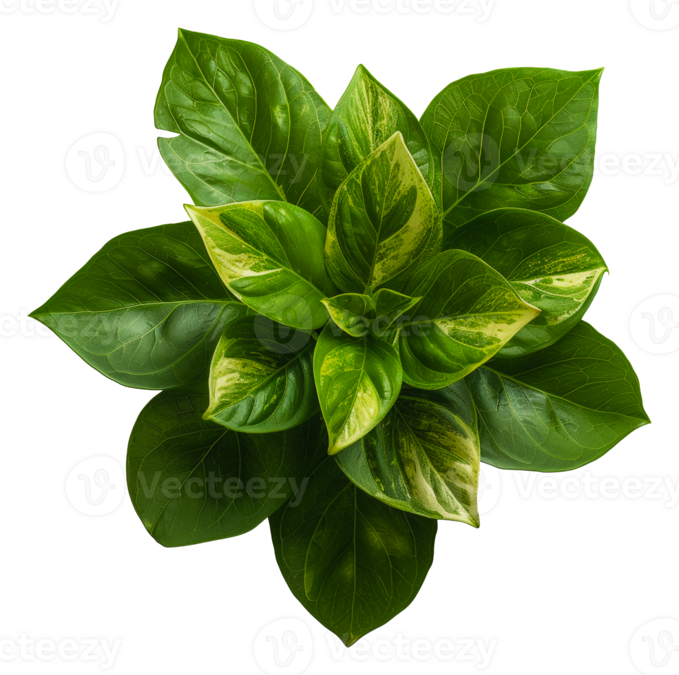 AI generated Fresh green variegated plant with vibrant leaves on transparent background - stock png. png