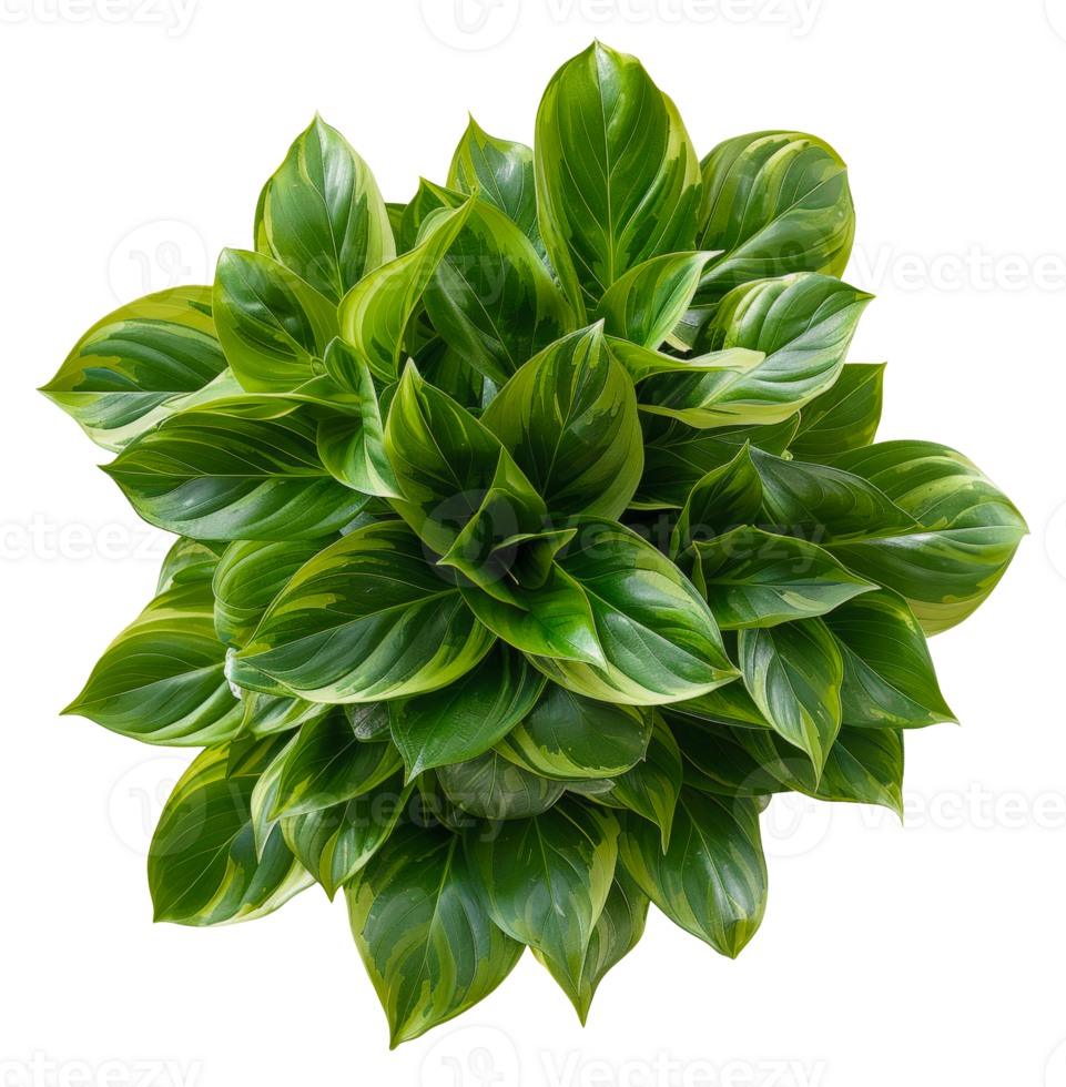 AI generated Lush green hosta plant with variegated leaves on transparent background - stock png. png
