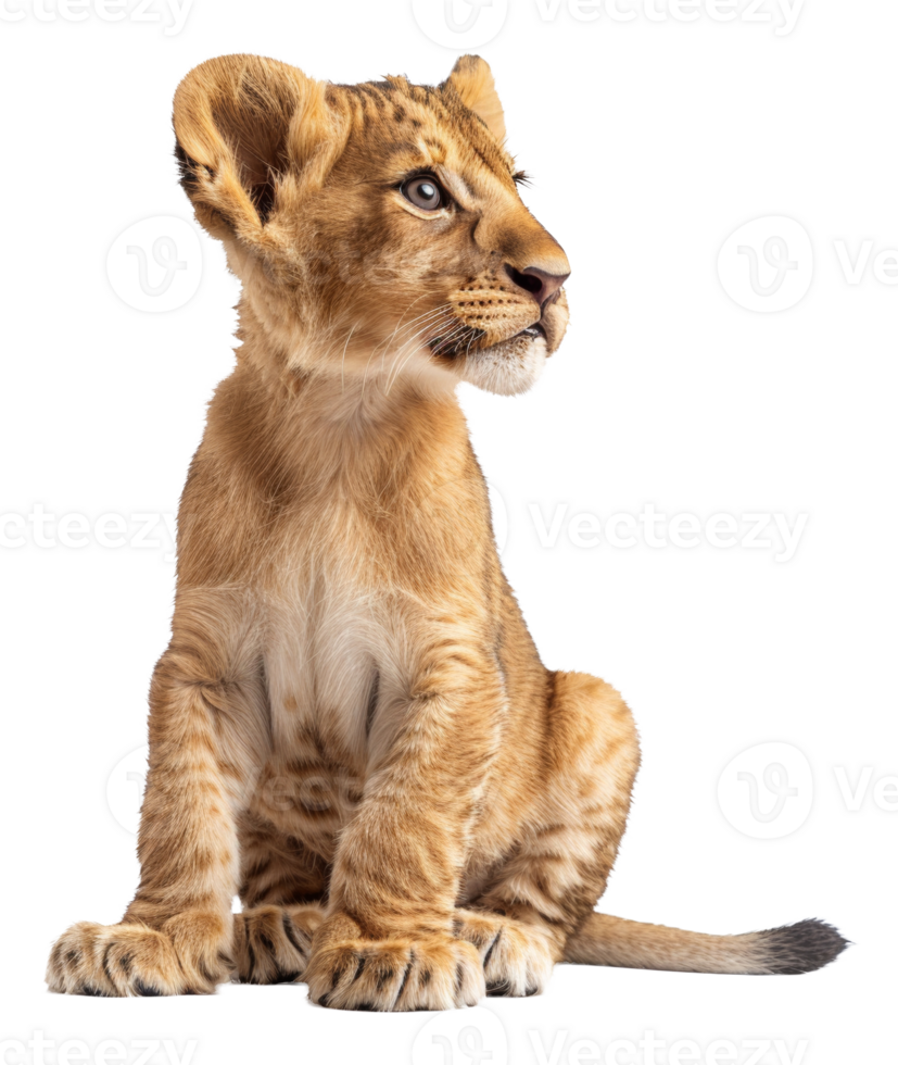 AI generated Young lion cub sitting on transparent background - stock png. png