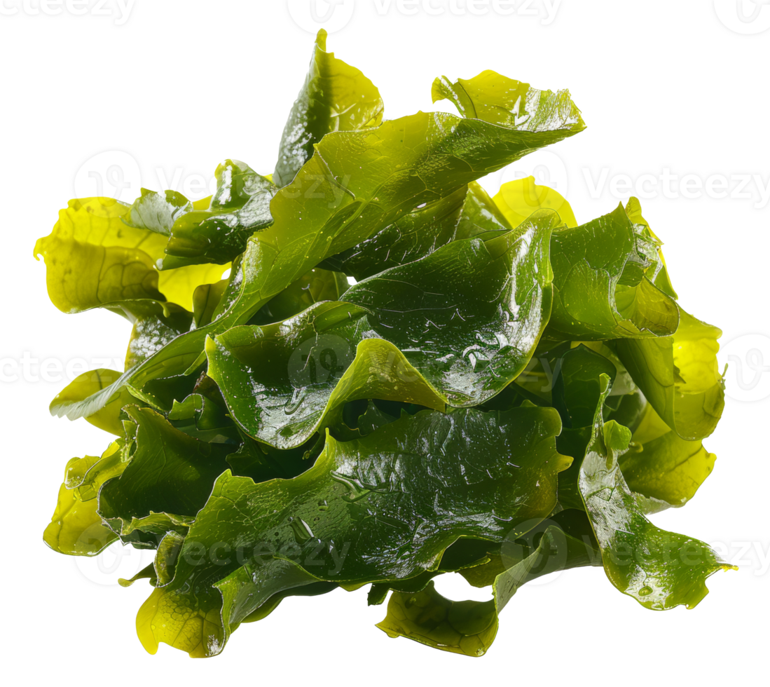 AI generated Wet sea lettuce on transparent background - stock png. png