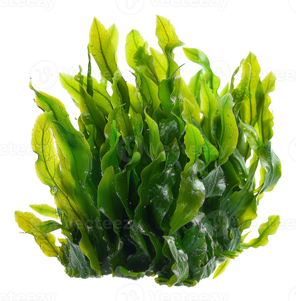 AI generated Fresh green sea lettuce algae on transparent background - stock png. png