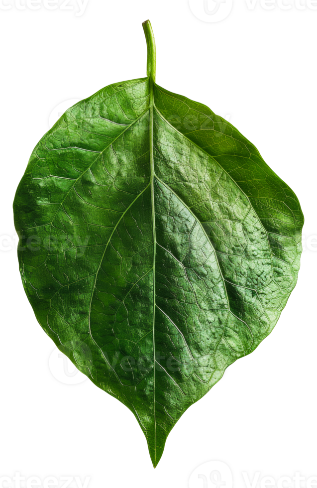 AI generated Lush green grape leaf with intricate veins on transparent background - stock png. png