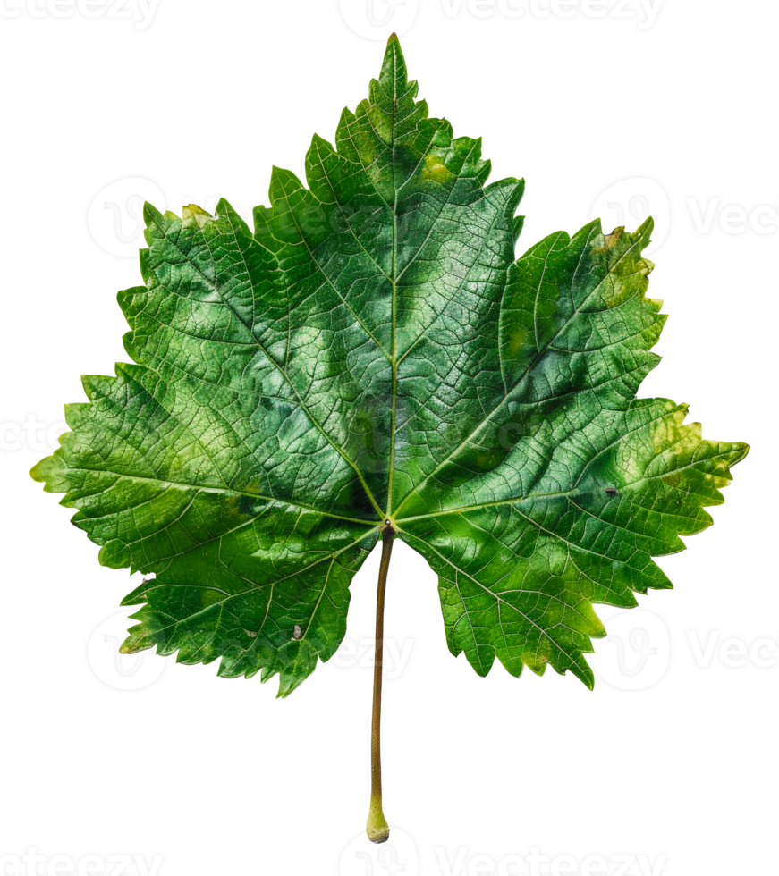 AI generated Lush green grape leaf with intricate veins on transparent background - stock png. png