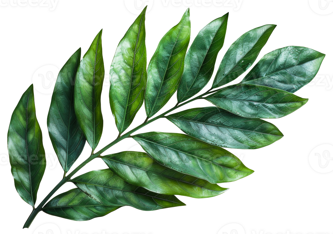 ai généré vert tropical feuilles sur branche avec Naturel textures sur transparent Contexte - Stock png. png