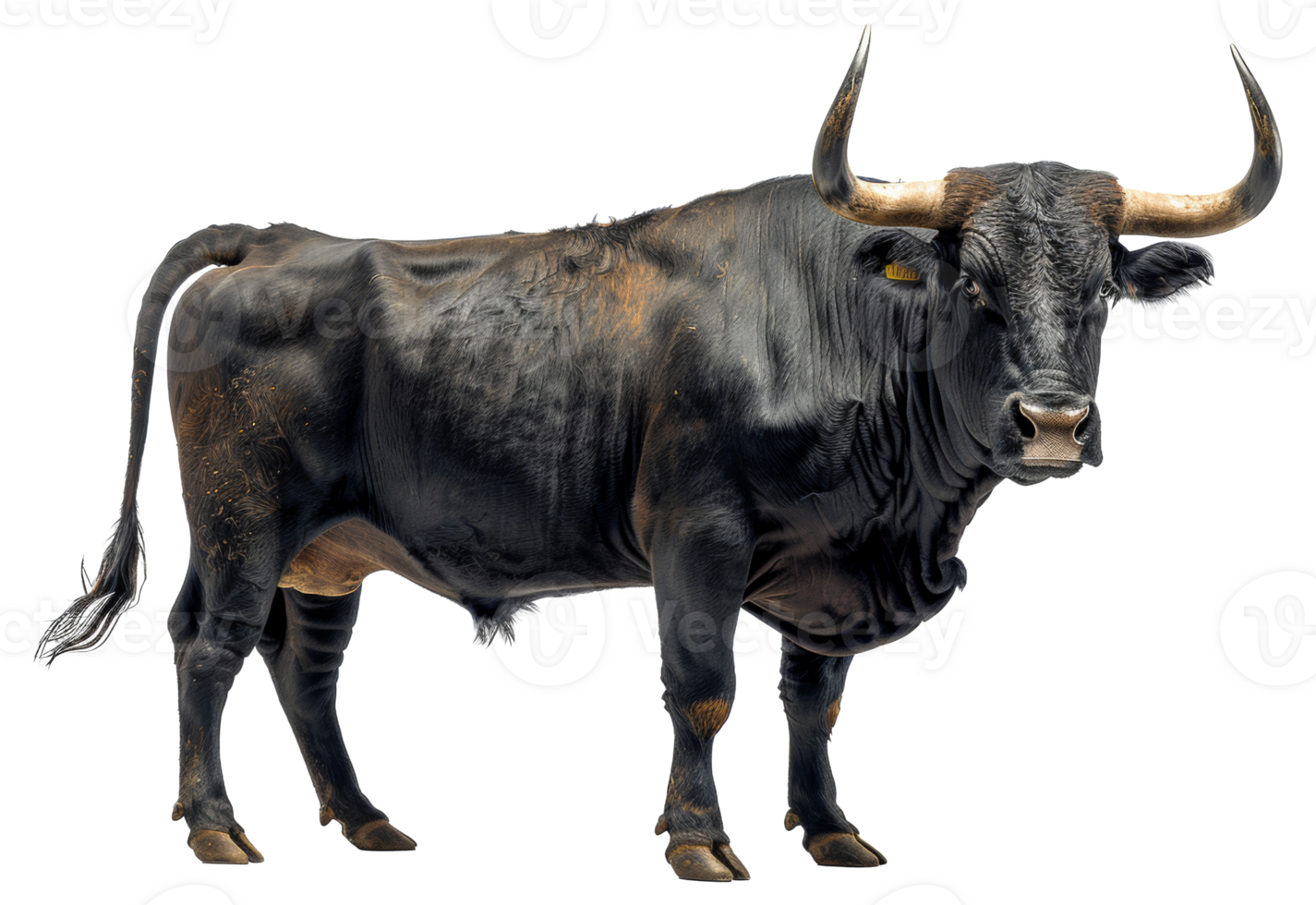 AI generated Majestic black bull with long horns on transparent background - stock png. png