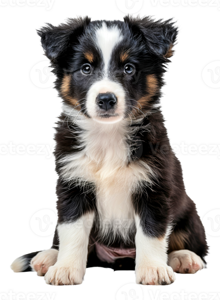 ai generado adorable negro y blanco perrito con brillante azul ojos en transparente antecedentes - valores png. png