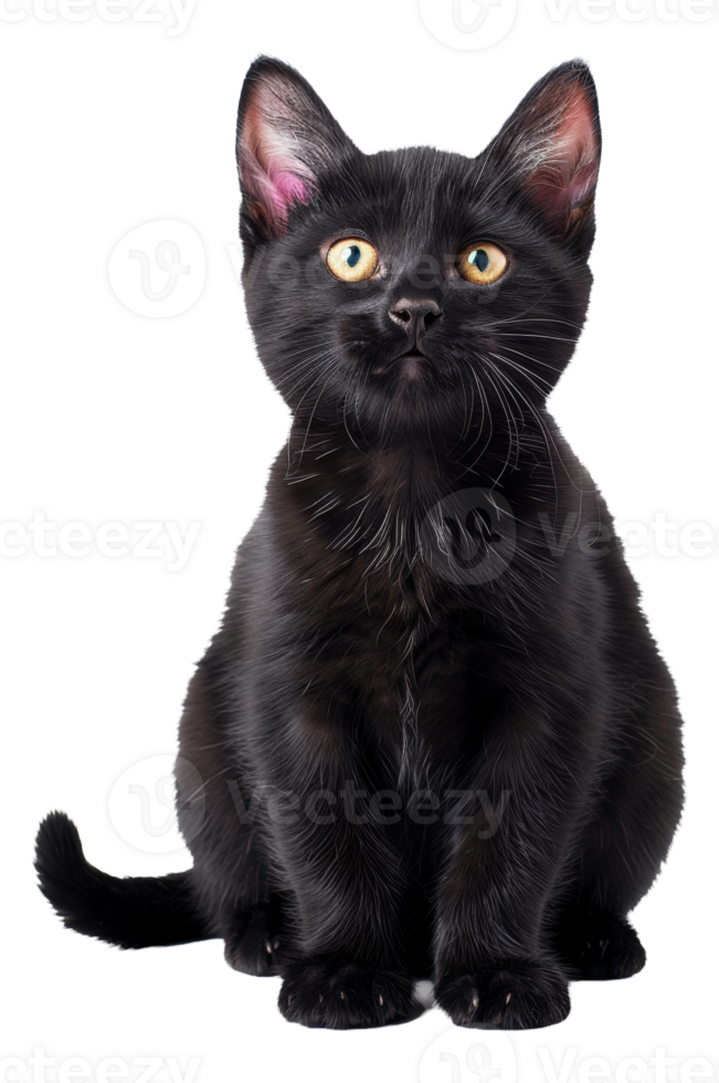 AI generated Black cat with striking yellow eyes on transparent background - stock png. png