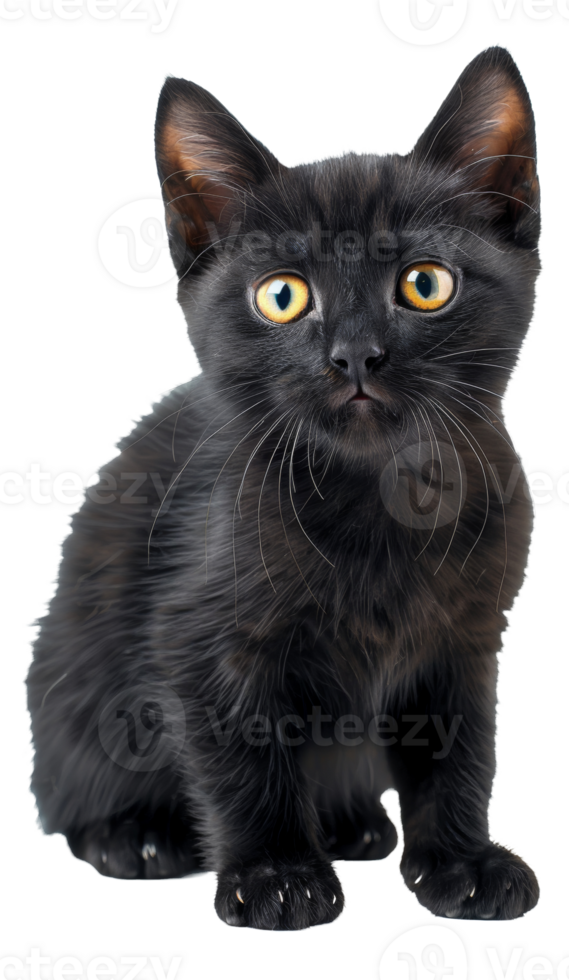 AI generated Black cat with striking yellow eyes on transparent background - stock png. png