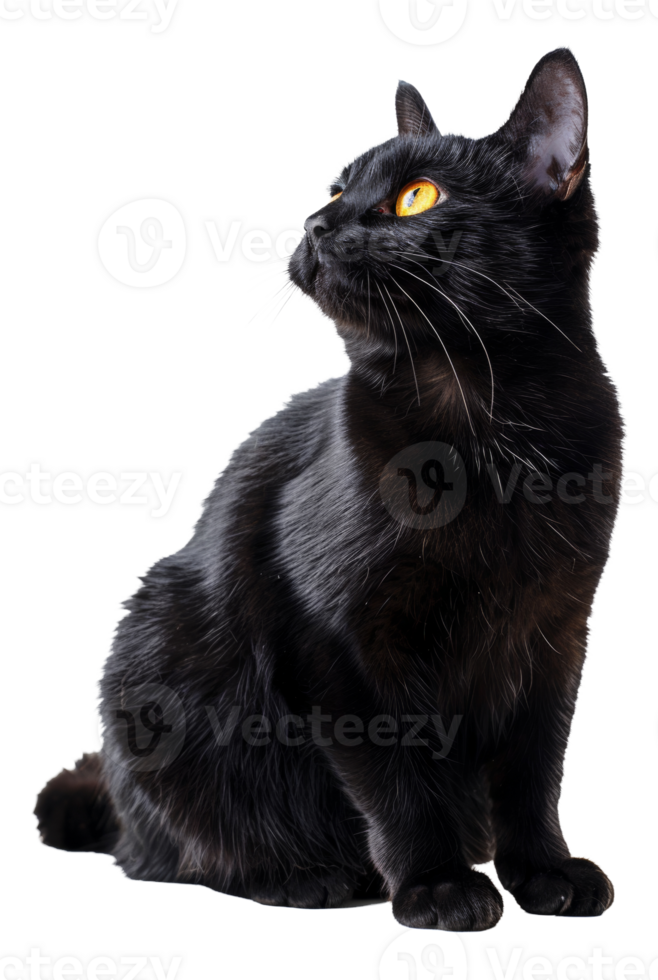 AI generated Curious black cat looking forward on transparent background - stock png. png