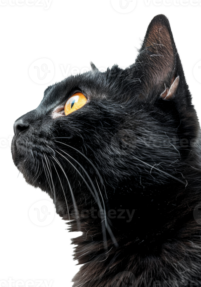 AI generated Curious black cat looking forward on transparent background - stock png. png