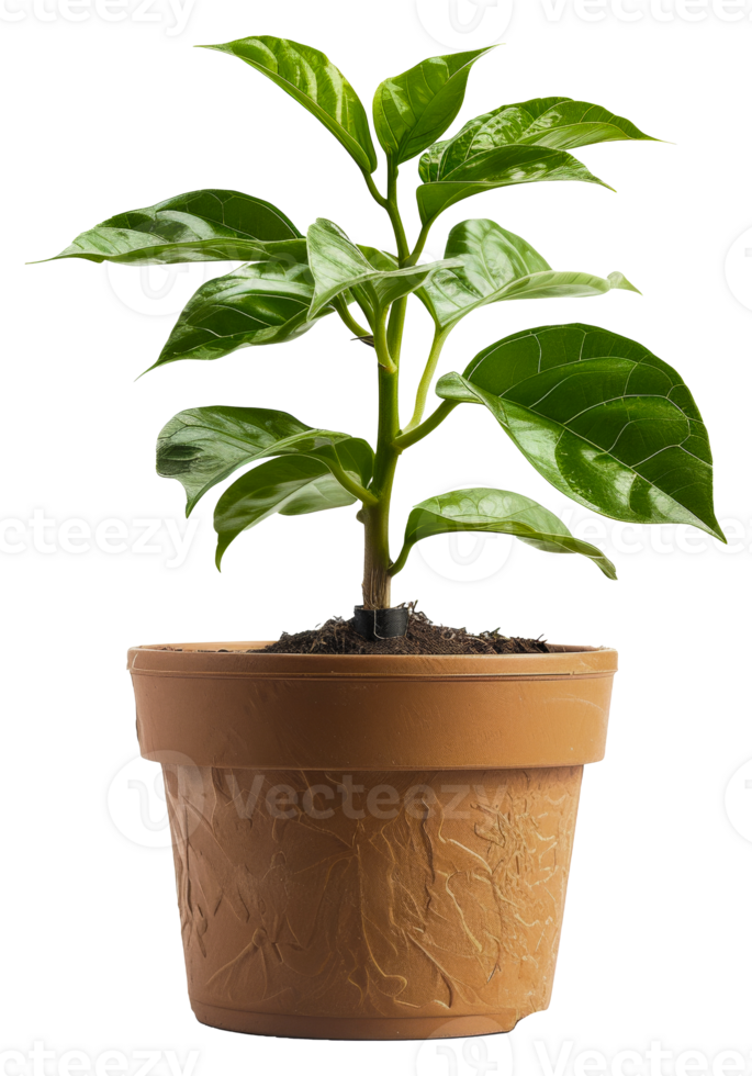 AI generated Plant with glossy leaves in a orange textured pot on transparent background - stock png. png