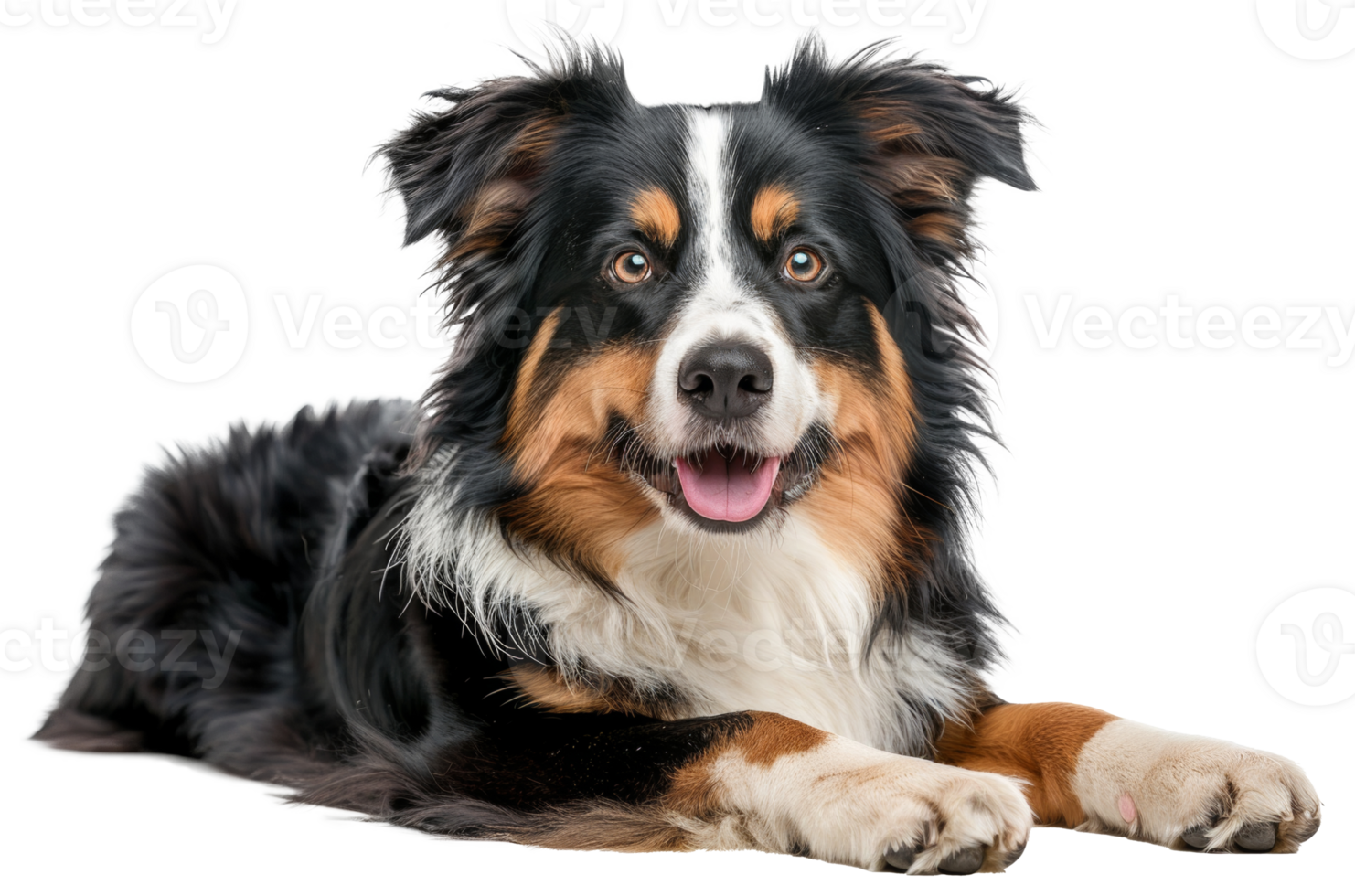 AI generated Happy Australian shepherd dog lying down with tongue out on transparent background - stock png. png