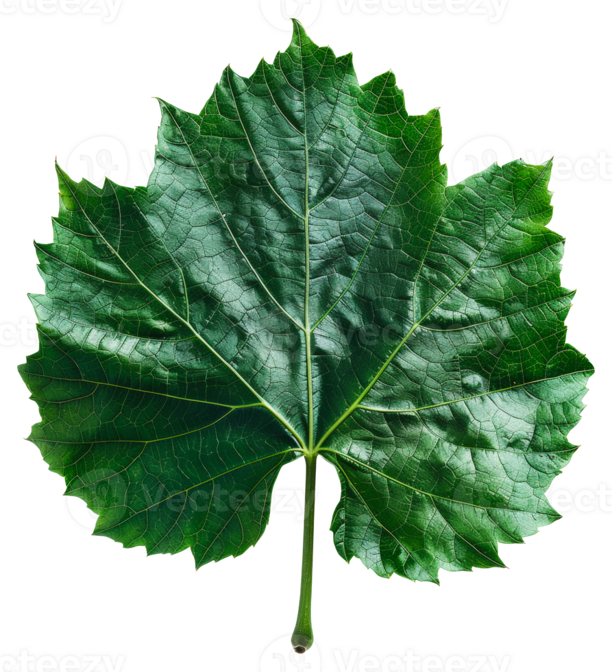 AI generated Lush green grape leaf with intricate veins on transparent background - stock png. png