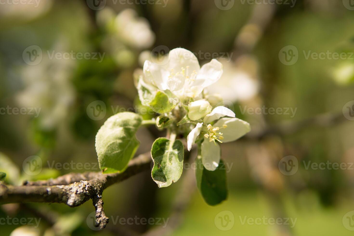 floreciente manzana árbol ramas con blanco flores de cerca. foto