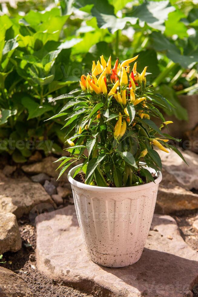 Growing pepper in a pot in the yard of a country house. Gardening and country life. photo