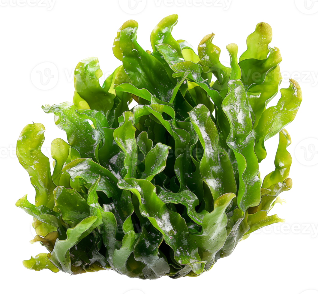 AI generated Wet sea lettuce on transparent background - stock png. png