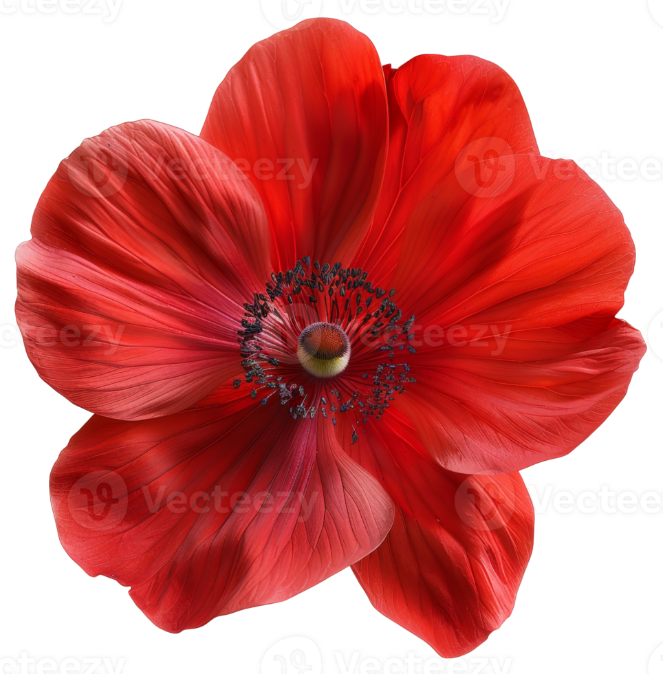 AI generated Red hibiscus flower with detailed petals on transparent background - stock png. png