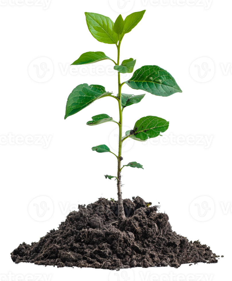 AI generated Young green plant emerging from rich soil on transparent background - stock png. png
