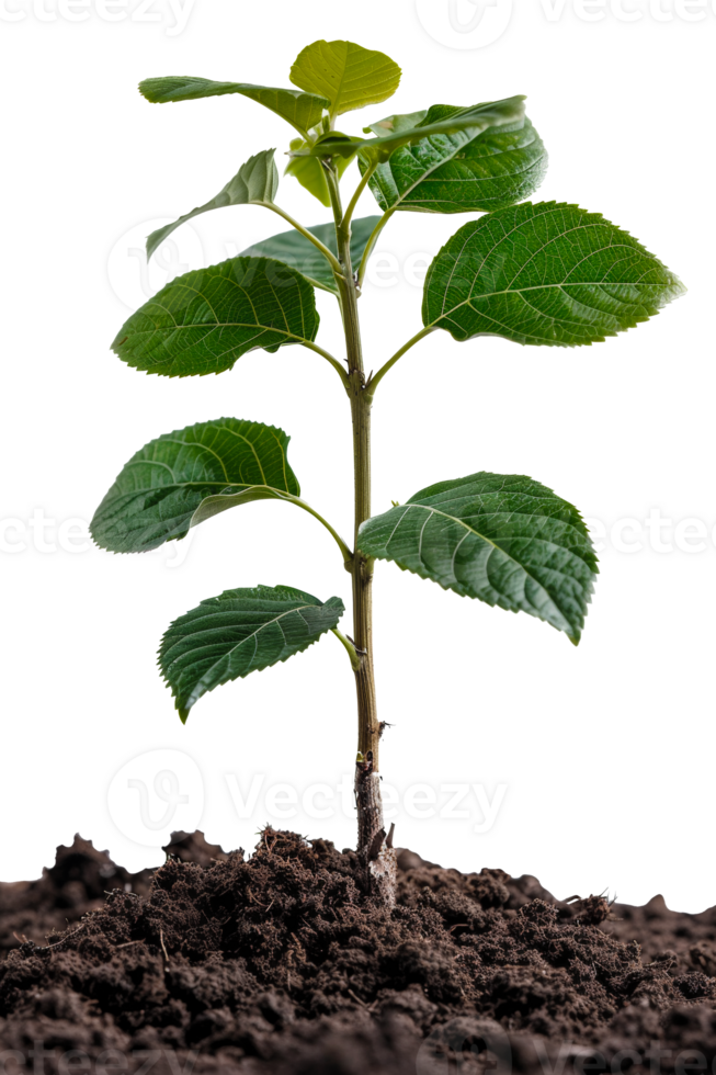 AI generated Young green plant emerging from rich soil on transparent background - stock png. png