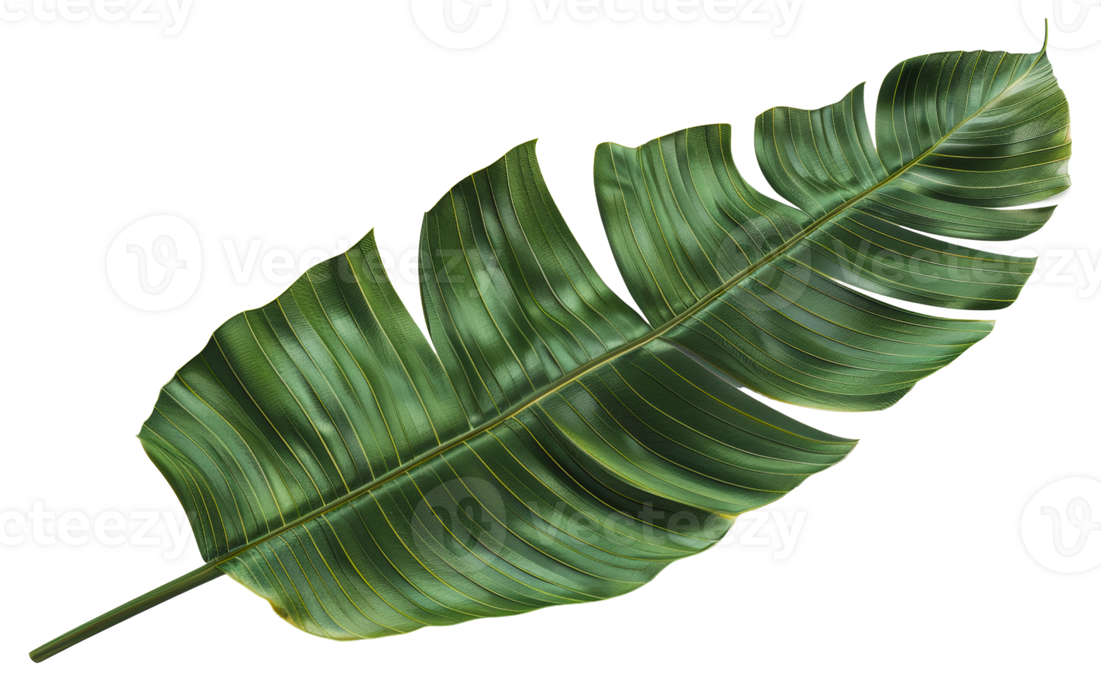 AI generated Single vibrant green palm leaf with natural patterns on transparent background - stock png. png