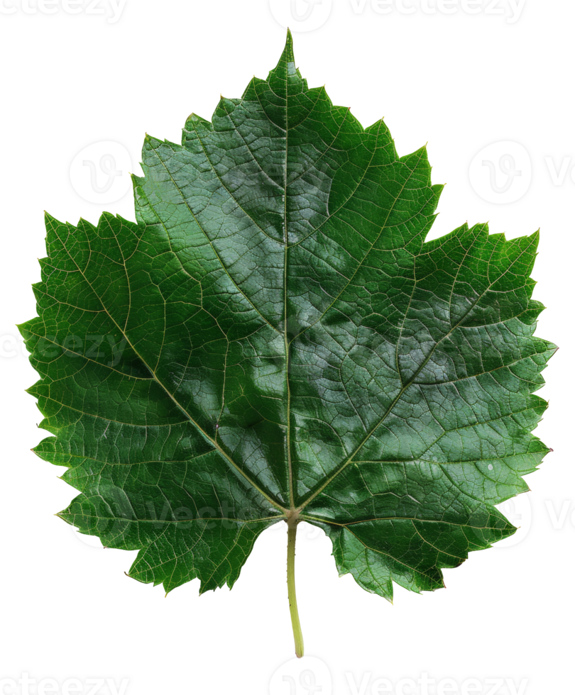 AI generated Lush green grape leaf with intricate veins on transparent background - stock png. png