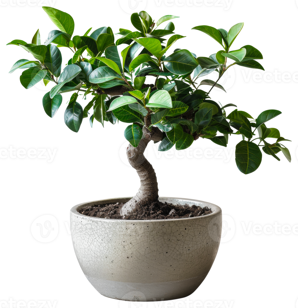 ai genererad bonsai träd med frodig grön lövverk i en grädde keramisk pott på transparent bakgrund - stock png. png