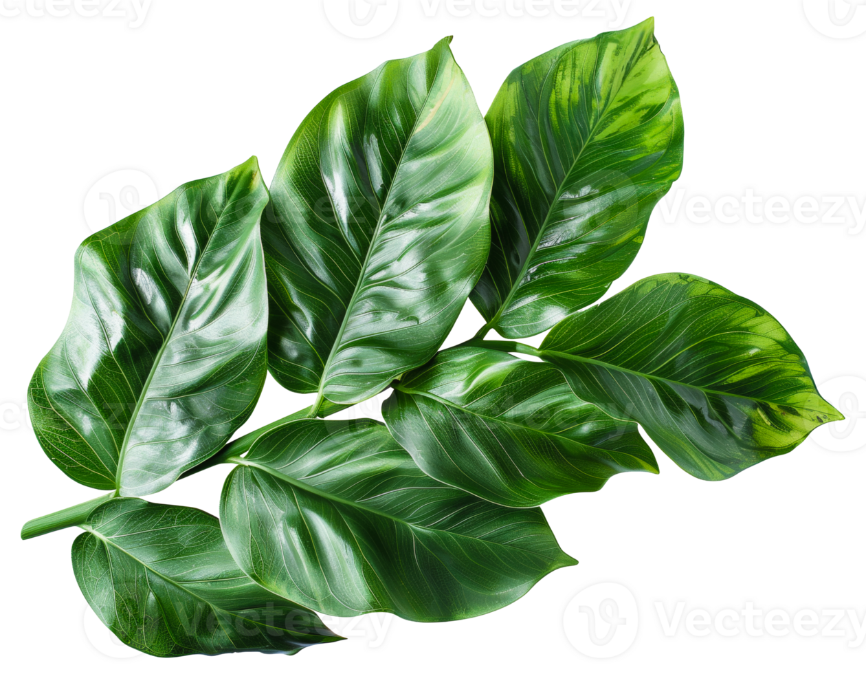 AI generated Large monstera leaves with natural patterns on transparent background - stock png. png