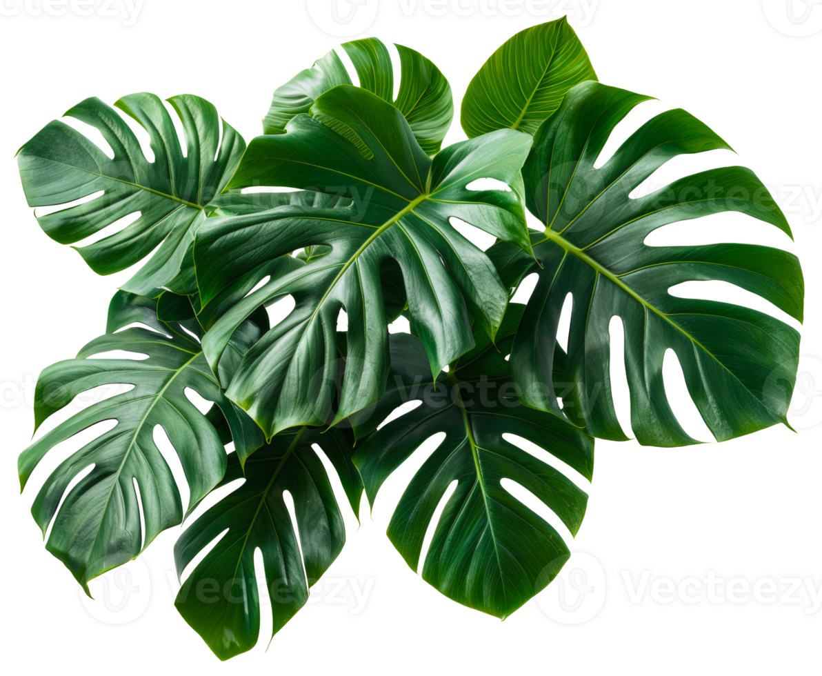 AI generated Green tropical leaves on branch with natural textures on transparent background - stock png. png