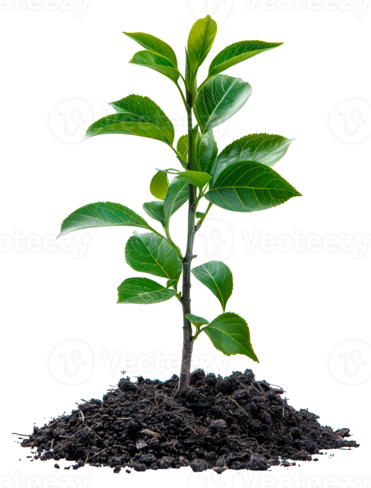 AI generated Young green plant emerging from rich soil on transparent background - stock png. png