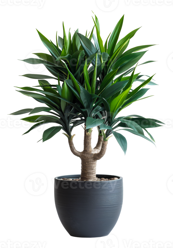 AI generated Yucca plant with spiky leaves in classic terracotta pot on transparent background - stock png. png