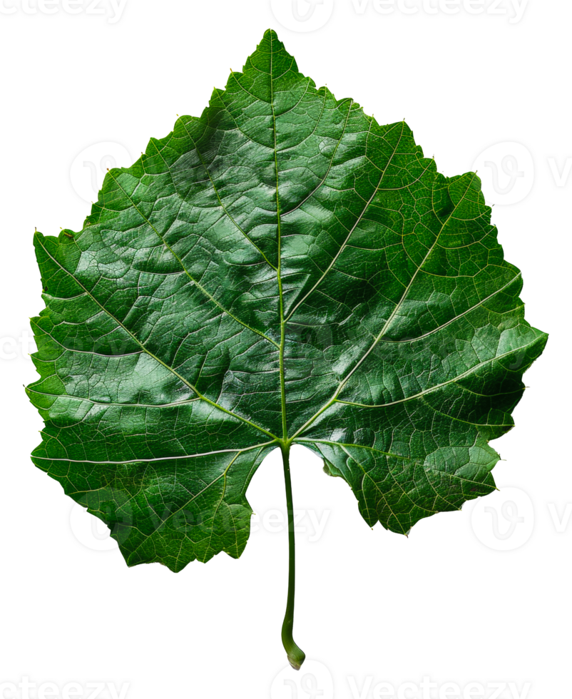 AI generated Lush green grape leaf with intricate veins on transparent background - stock png. png