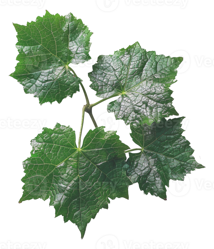 AI generated Fresh branch with vibrant grape leaves on transparent background - stock png. png