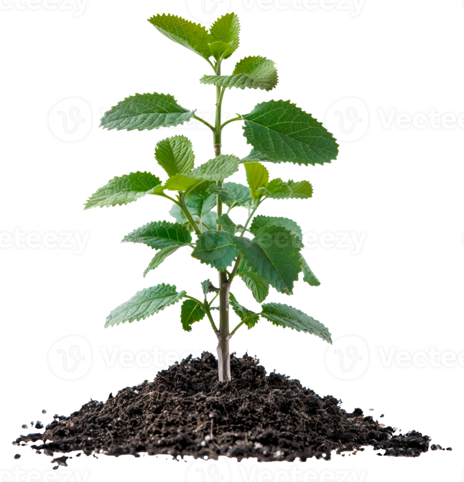 AI generated Young green plant emerging from rich soil on transparent background - stock png. png
