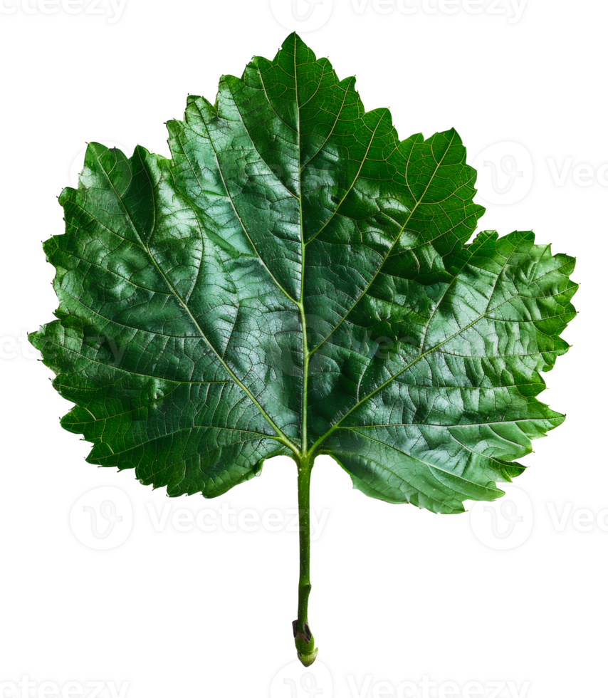 AI generated Lush green grape leaf with intricate veins on transparent background - stock png. png