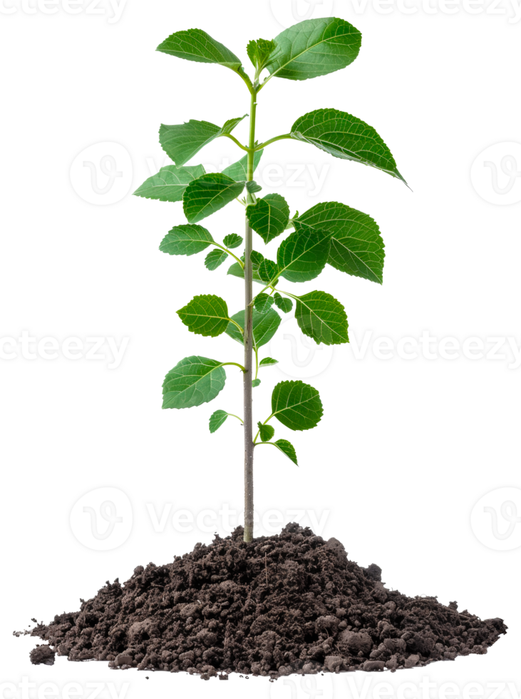 AI generated Young green plant emerging from rich soil on transparent background - stock png. png