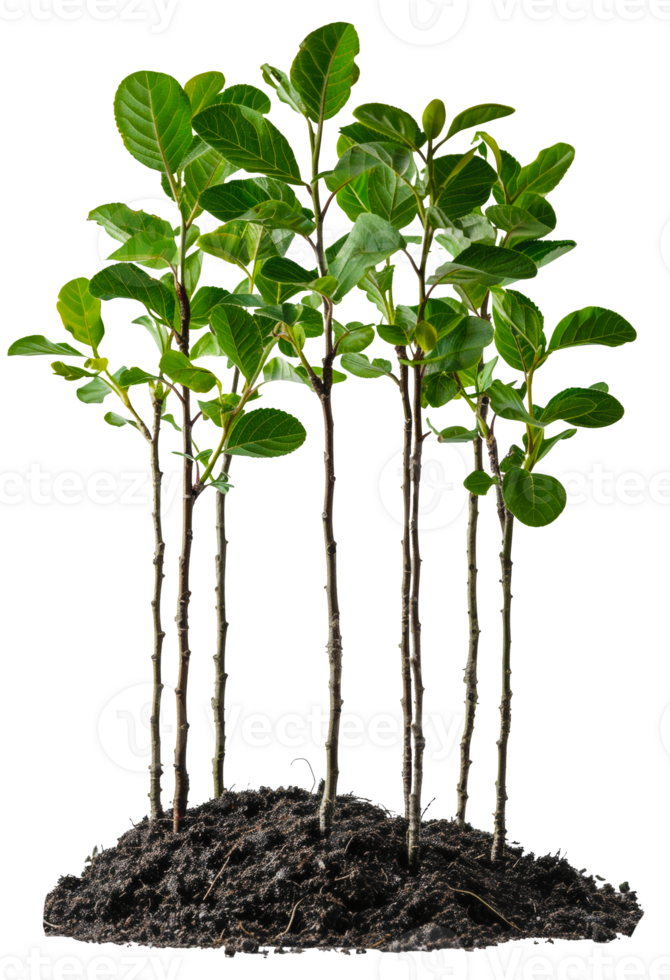 AI generated Group of young green plants emerging from rich soil on transparent background - stock png. png