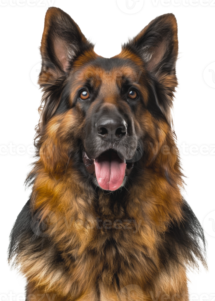AI generated Alert German Shepherd dog with tongue out looking friendly on transparent background - stock png. png