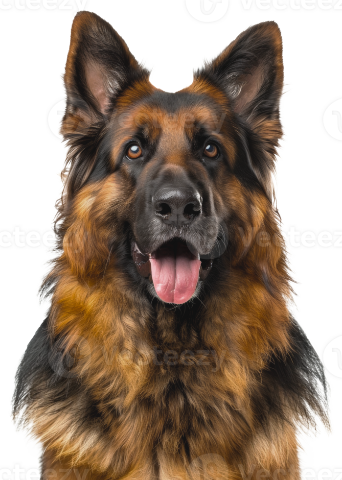 ai gegenereerd alarm Duitse herder hond met tong uit op zoek vriendelijk Aan transparant achtergrond - voorraad png. png