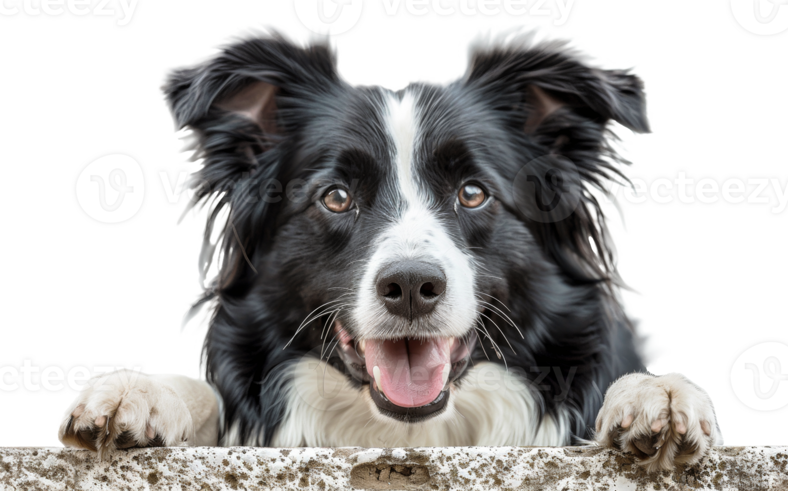 AI generated Playful border collie peeking over edge with excited expression on transparent background - stock png. png