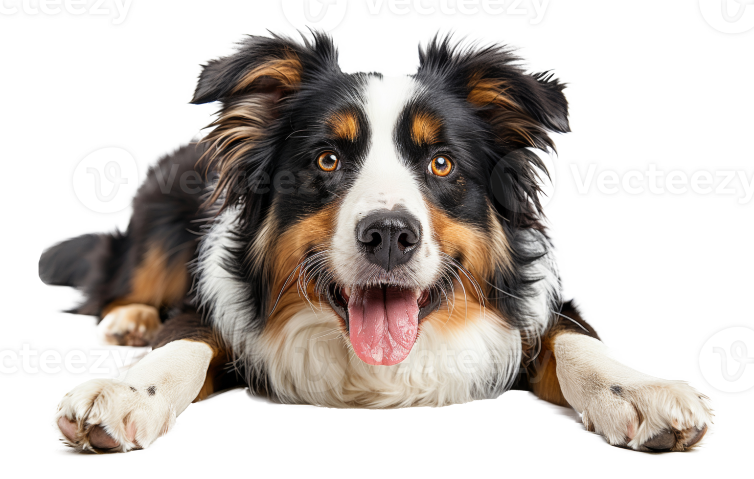 AI generated Happy Australian shepherd dog lying down with tongue out on transparent background - stock png. png