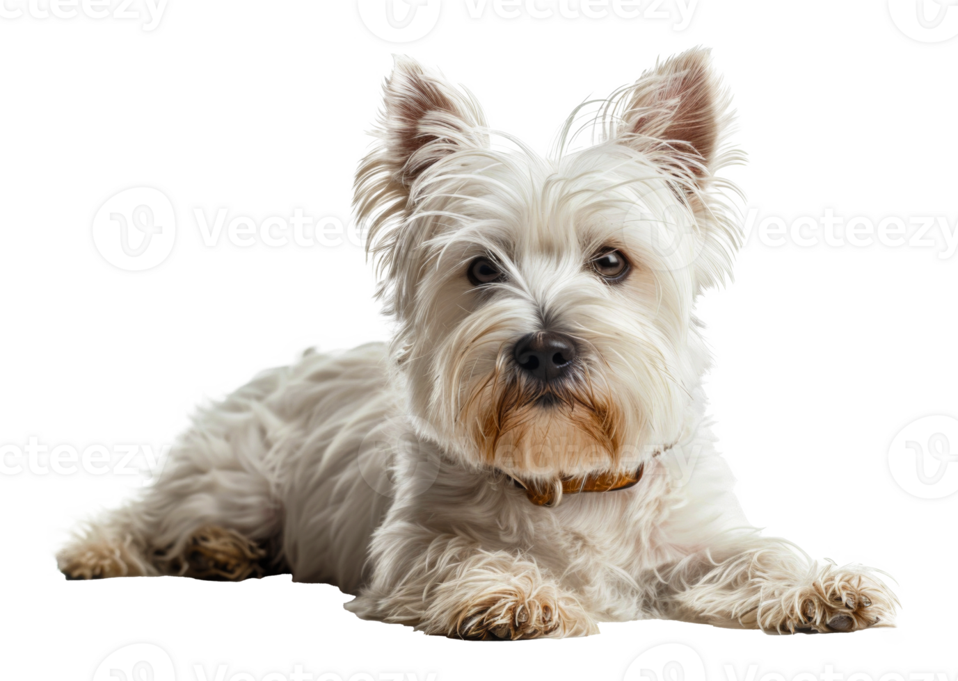 AI generated Adorable West Highland white terrier with a shiny coat on transparent background - stock png. png