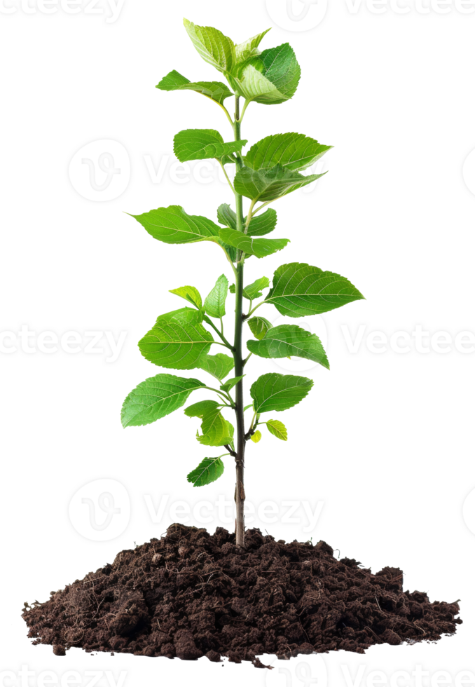 AI generated Young green plant emerging from rich soil on transparent background - stock png. png