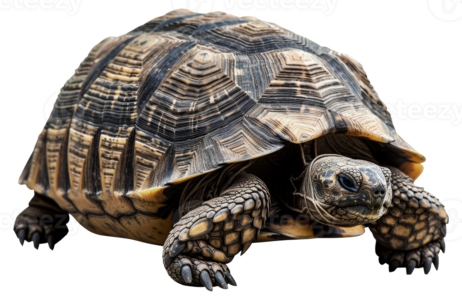 AI generated Large tortoise with detailed shell on transparent background - stock png. png