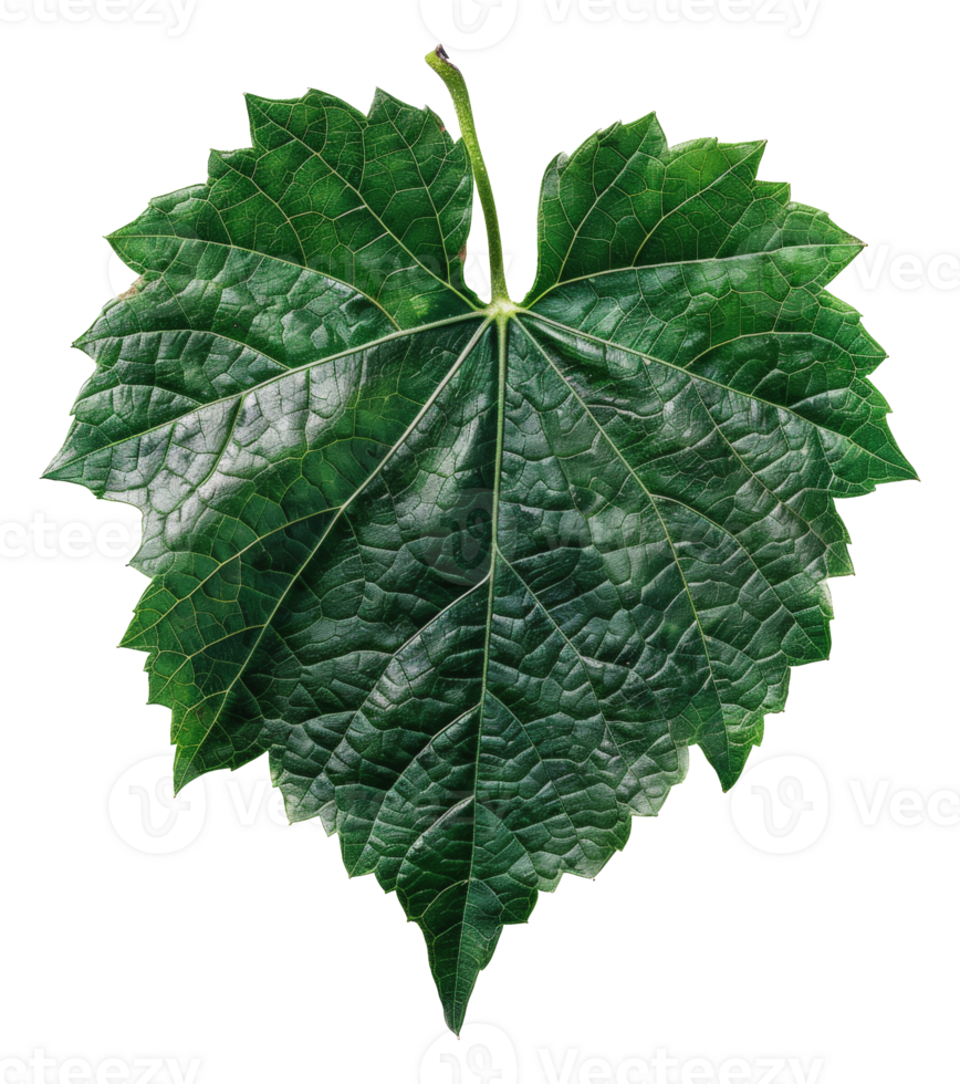 AI generated Lush green grape leaf with intricate veins on transparent background - stock png. png