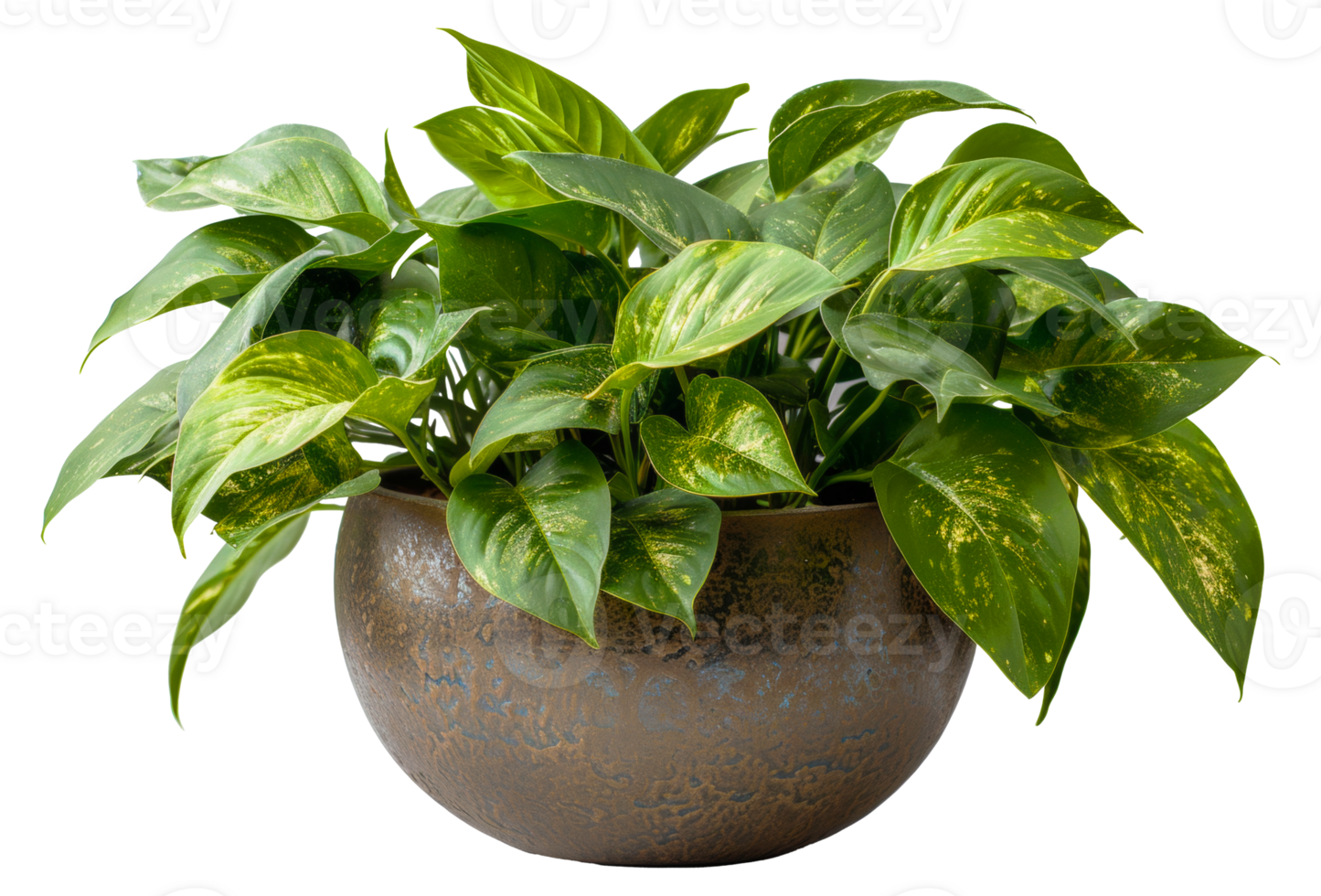 AI generated Monstera plant with glossy leaves in modern grey pot on transparent background - stock png. png
