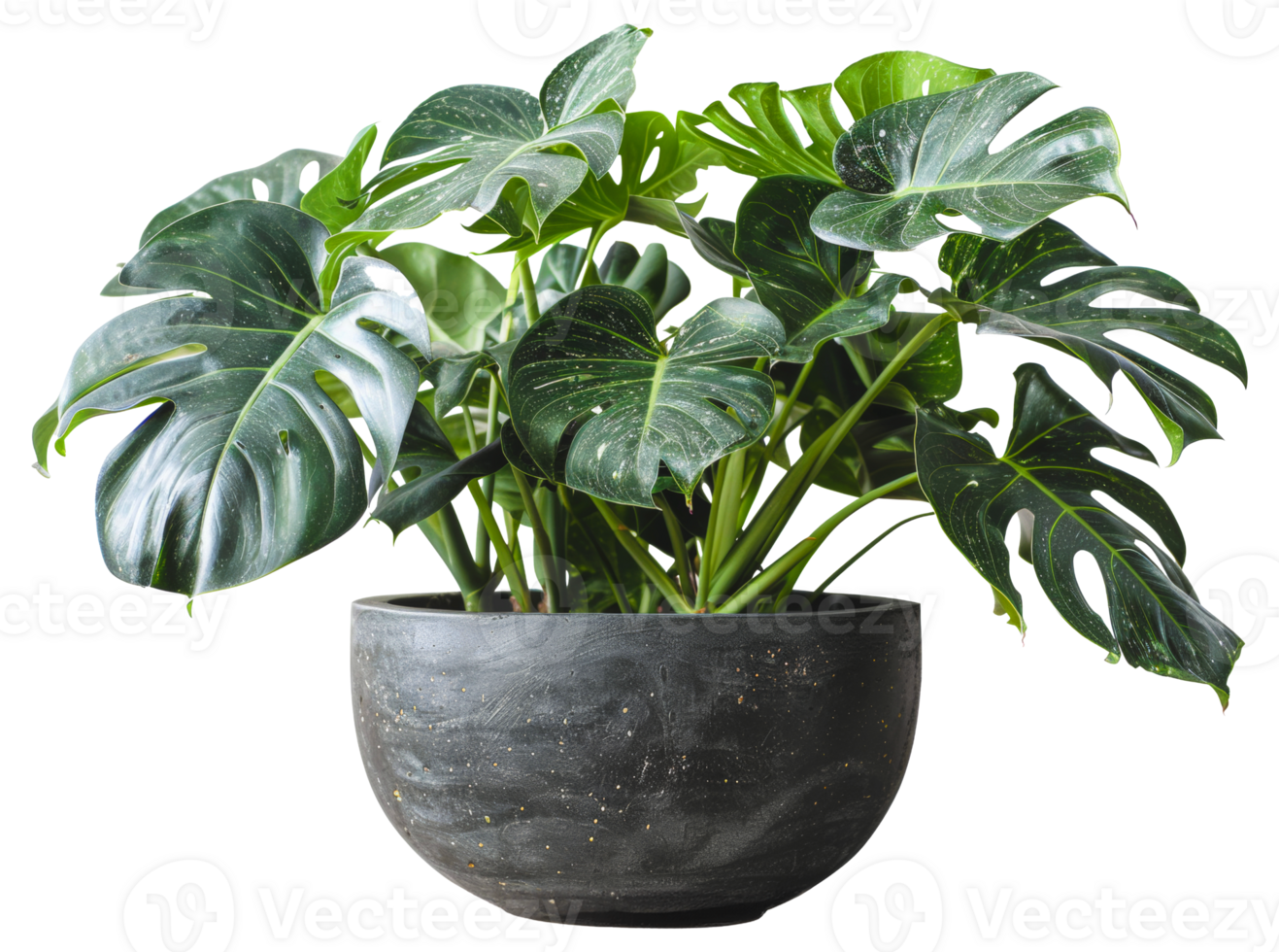 AI generated Monstera plant with glossy leaves in modern grey pot on transparent background - stock png. png