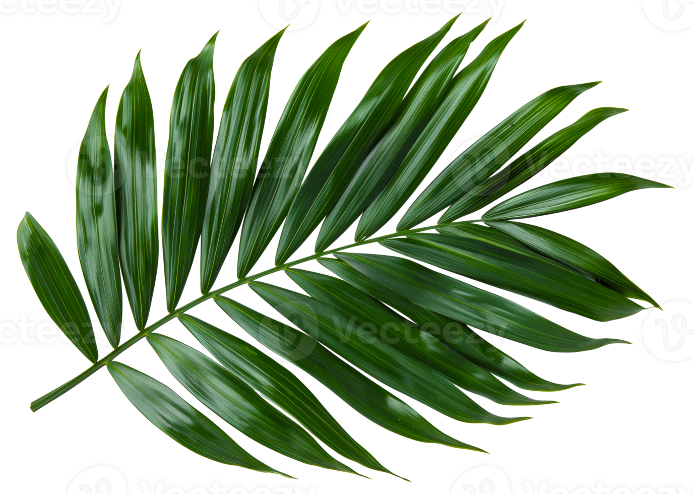AI generated Single vibrant green palm leaf with natural patterns on transparent background - stock png. png