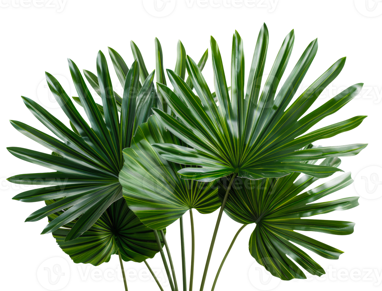 AI generated Tropical palm leaves fan display with deep green color on transparent background - stock png. png